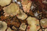 Polished Orbicular King Cobra Jasper Slab - India #355275-1